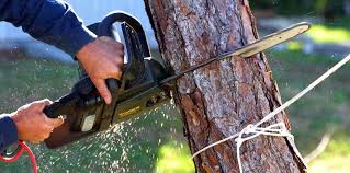 How Our Tree Care Process Works  in  Savannah, MO