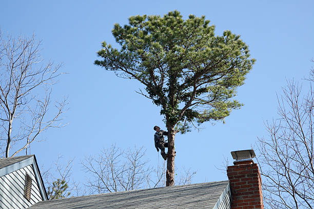 Tree and Shrub Care in Savannah, MO